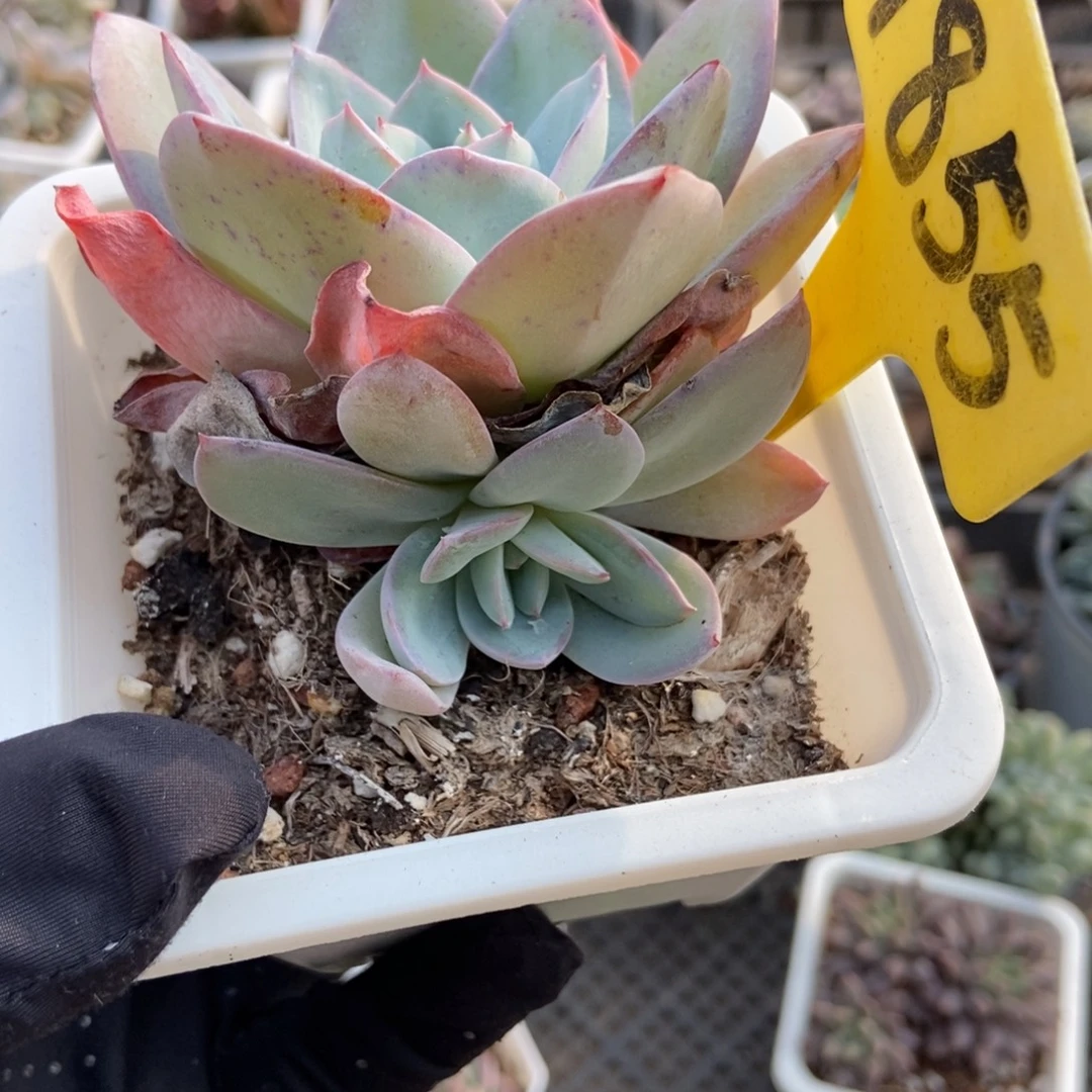 1855布鲁蓝多肉植物