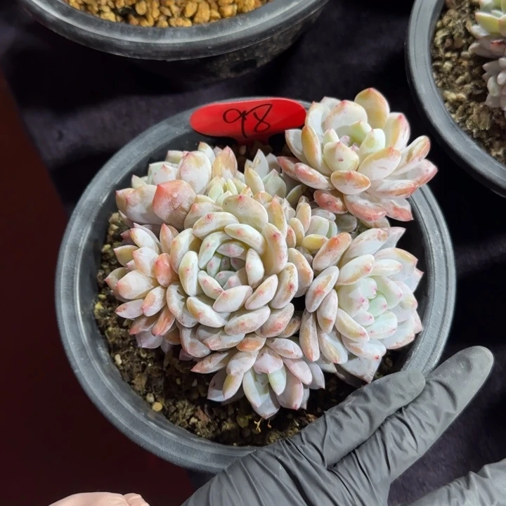 熊*?14厘米左右一物一拍的