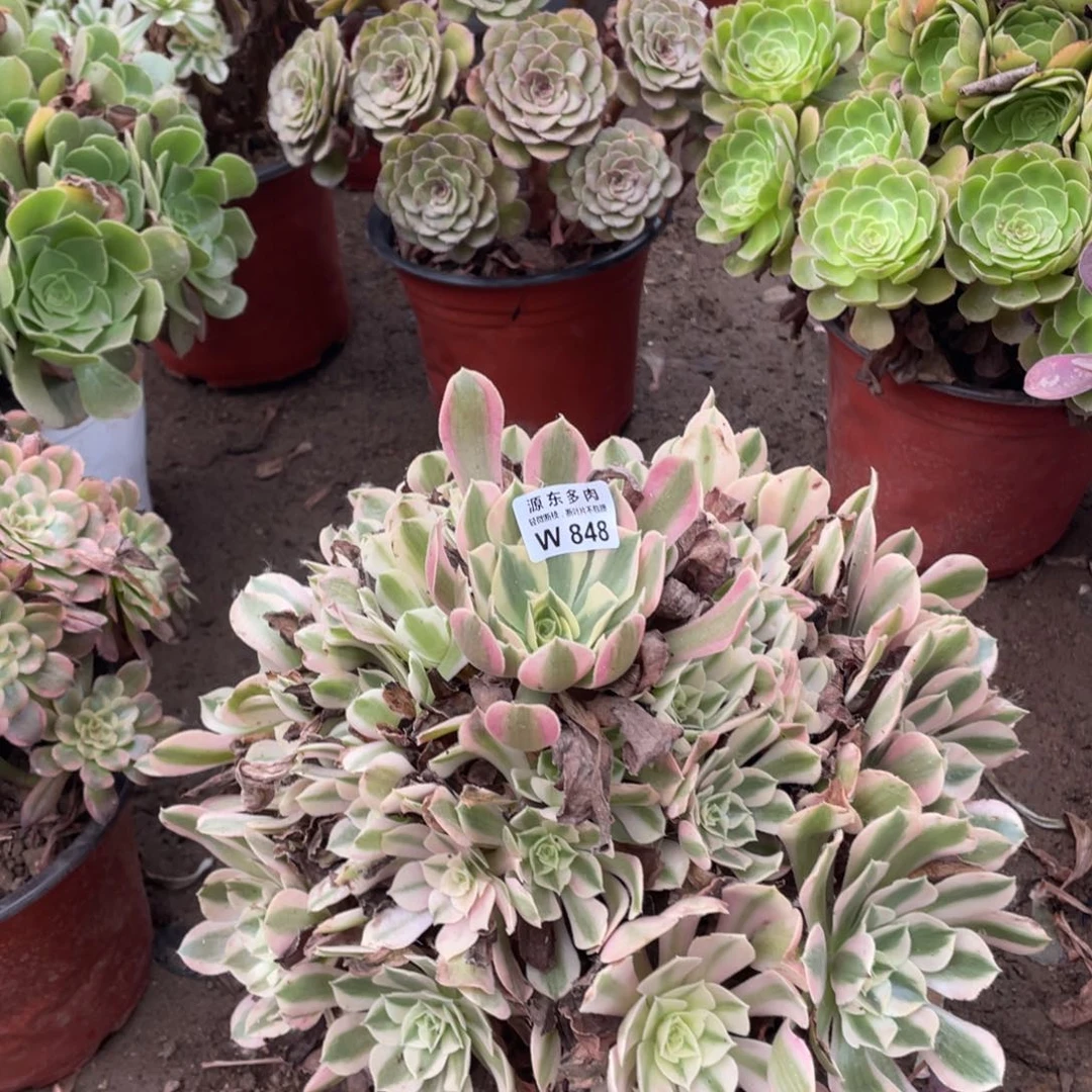 848男神多肉法师断枝不包