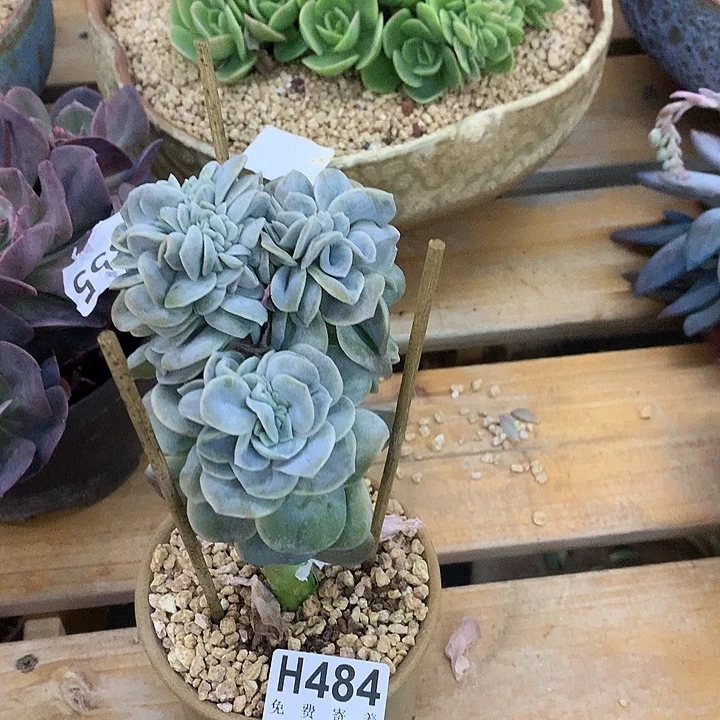 可爱玫瑰缀化 非偏远38包邮 节后发