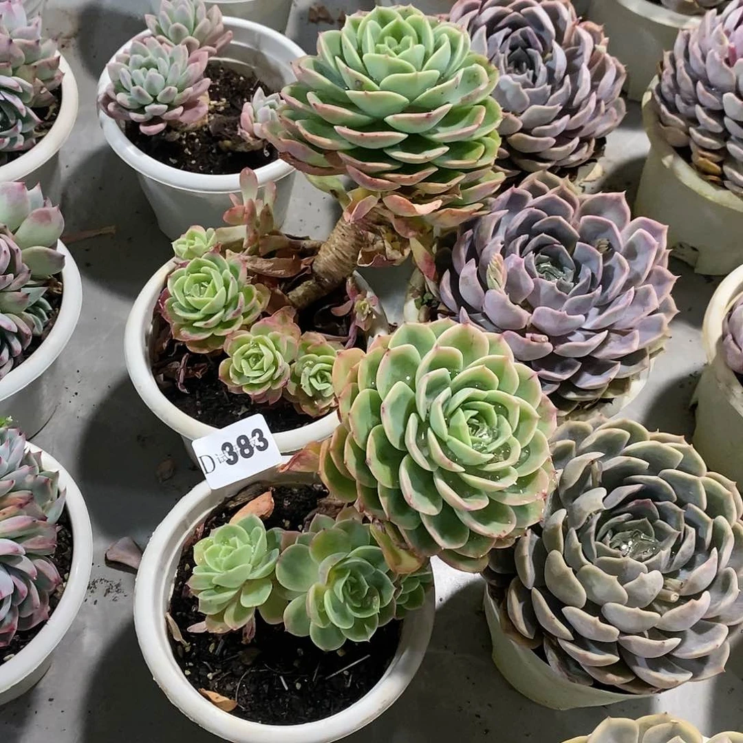 钟*383哈密瓜多肉2颗