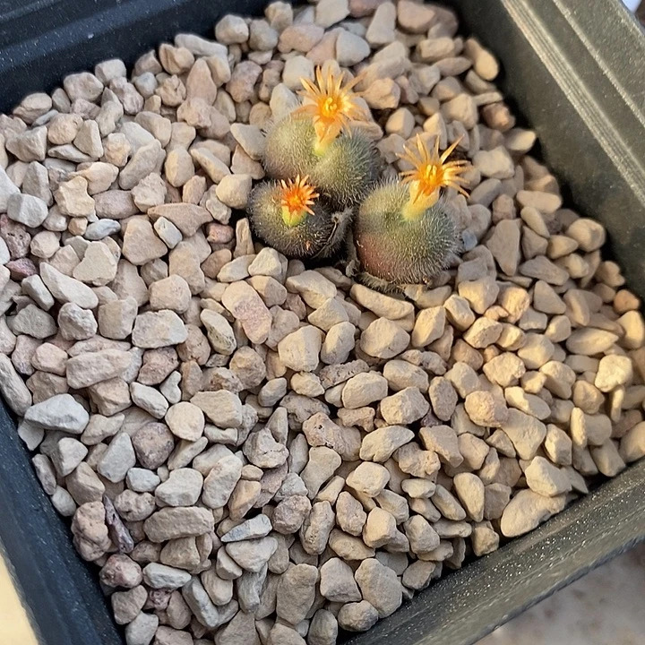 9313。  大毛球带盆发。