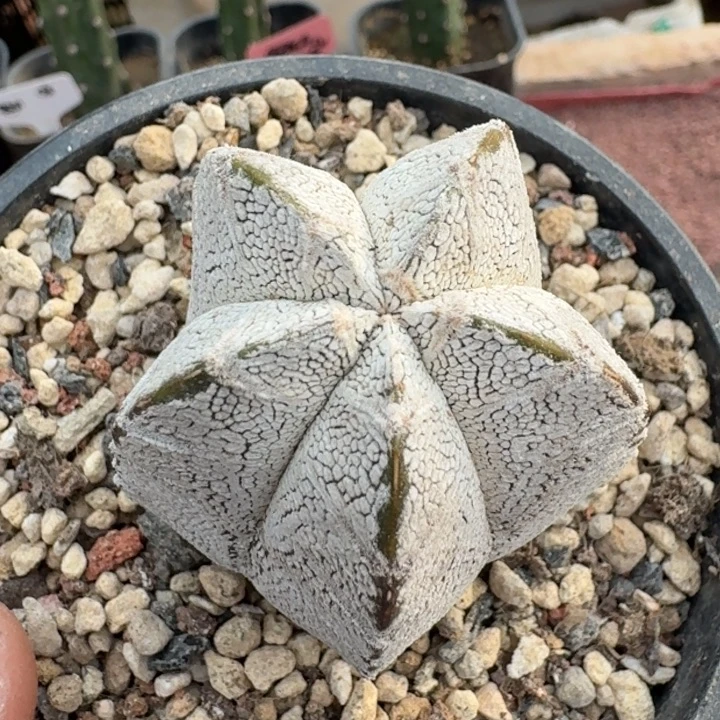 恩塚实生666666666