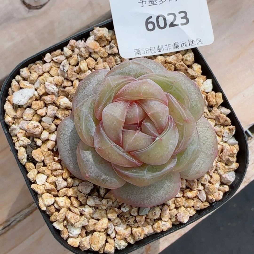 红皇后，6023多肉植物