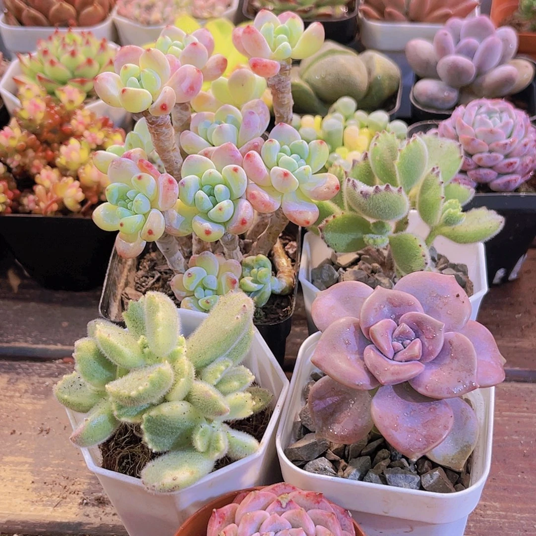 如图图5盆111111111111111