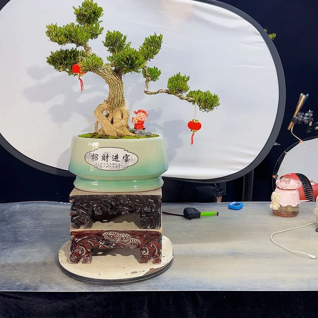 高端黄杨盆景艺术