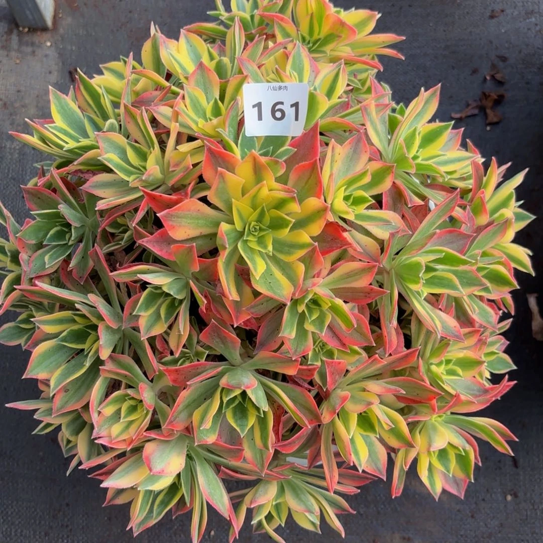 161多肉植物绿体枫叶