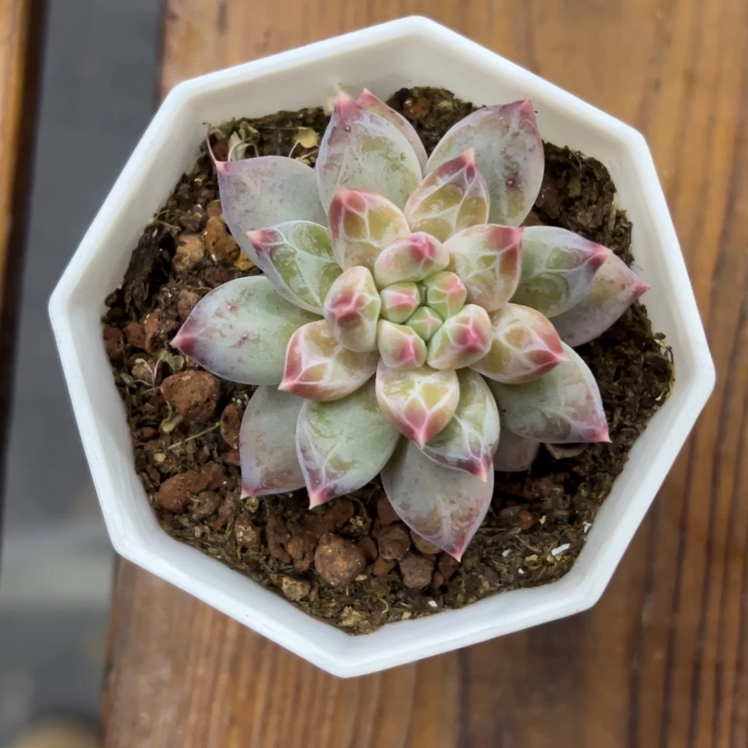 张张精品多肉甄选孔雀羽