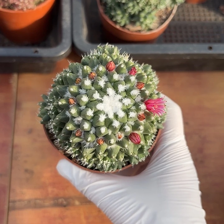 用****9雪糕仙人球仙人球