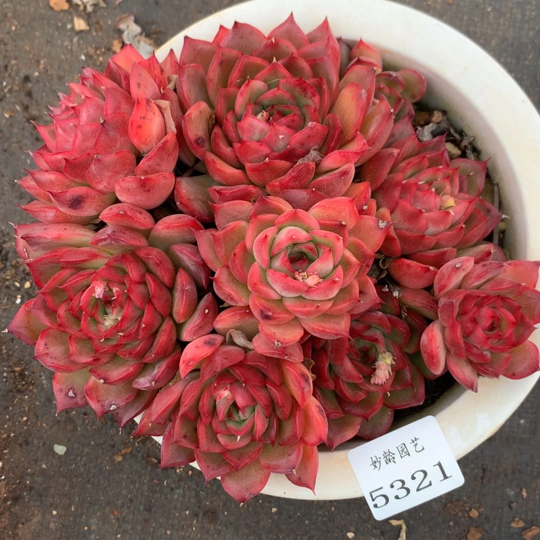 5321杂交精品基地16厘米