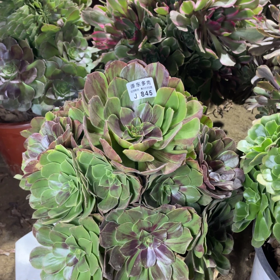 845花月夜多肉法师断枝不包