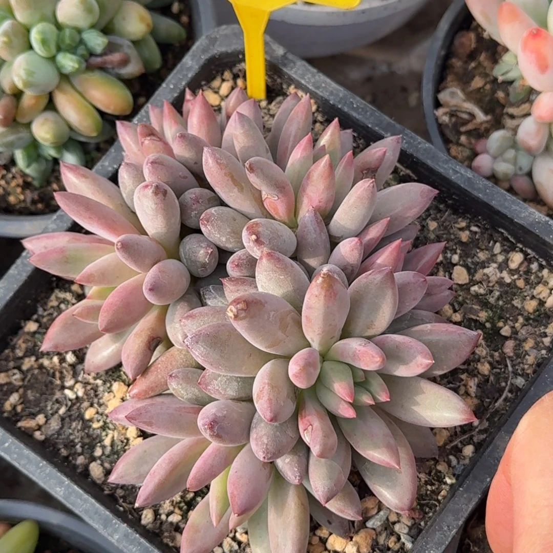 虞美人一物一拍988