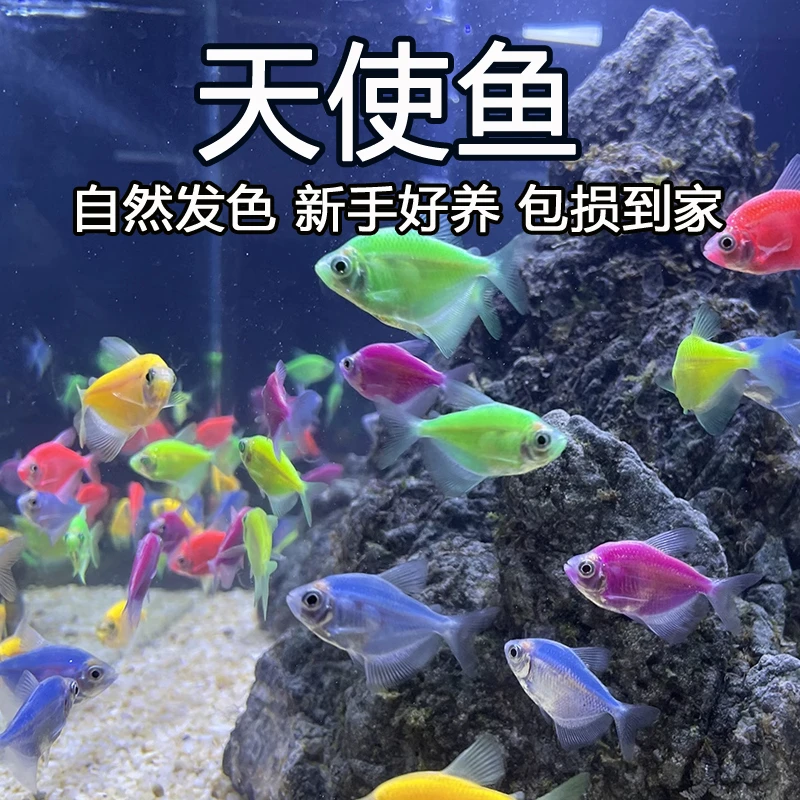 10条【天使】群游懒人小型淡水鱼好养耐活多彩红天使老虎热带鱼