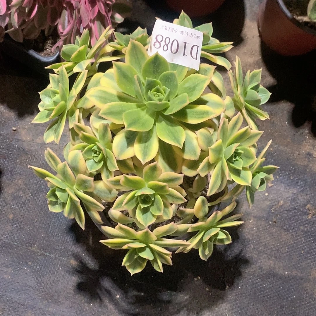 1088星爆多肉发货叶片有黑斑