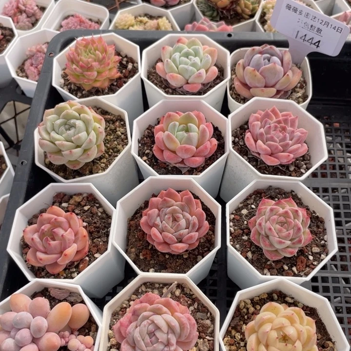 不包整散 盆子不售后1444