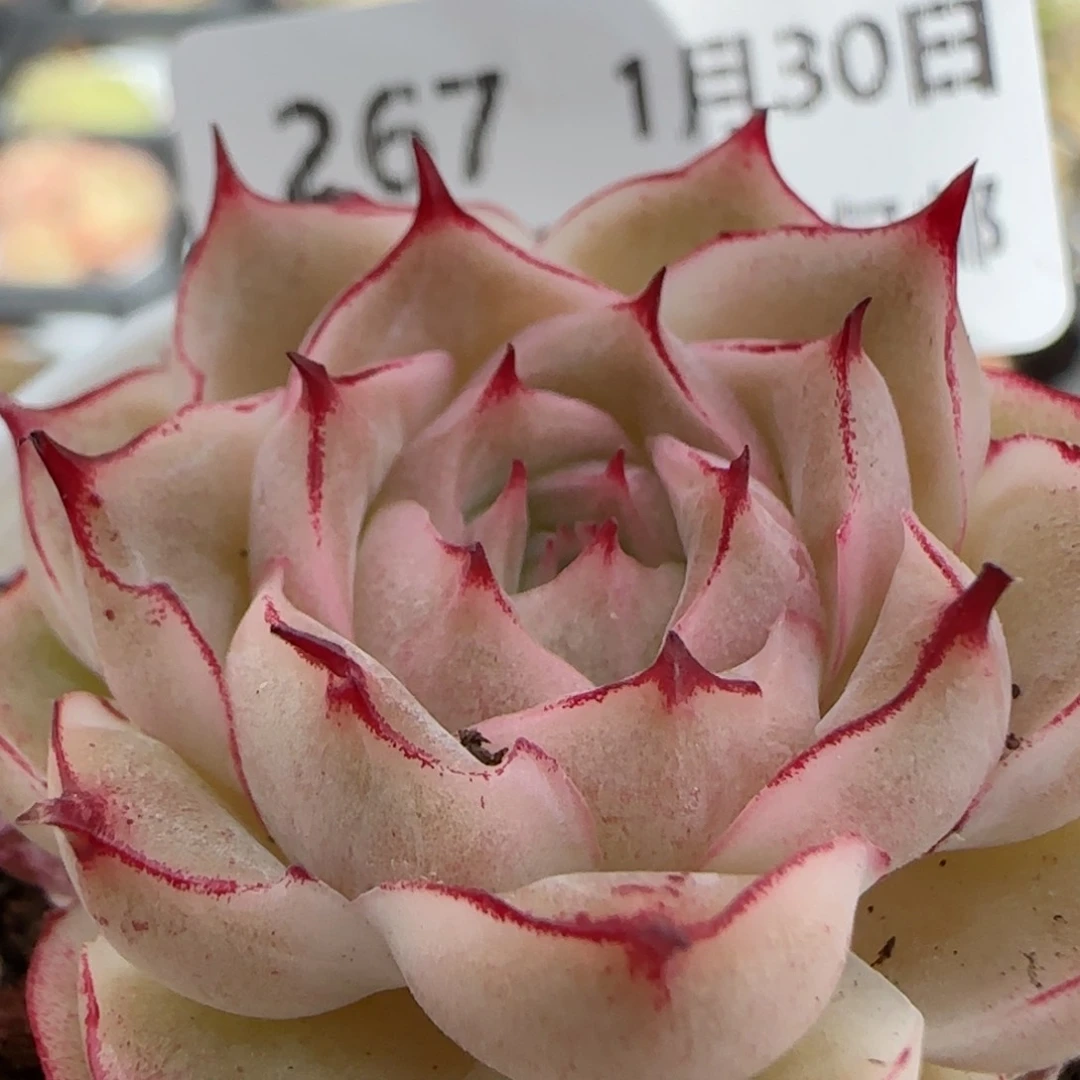 花语逸镜0130-267