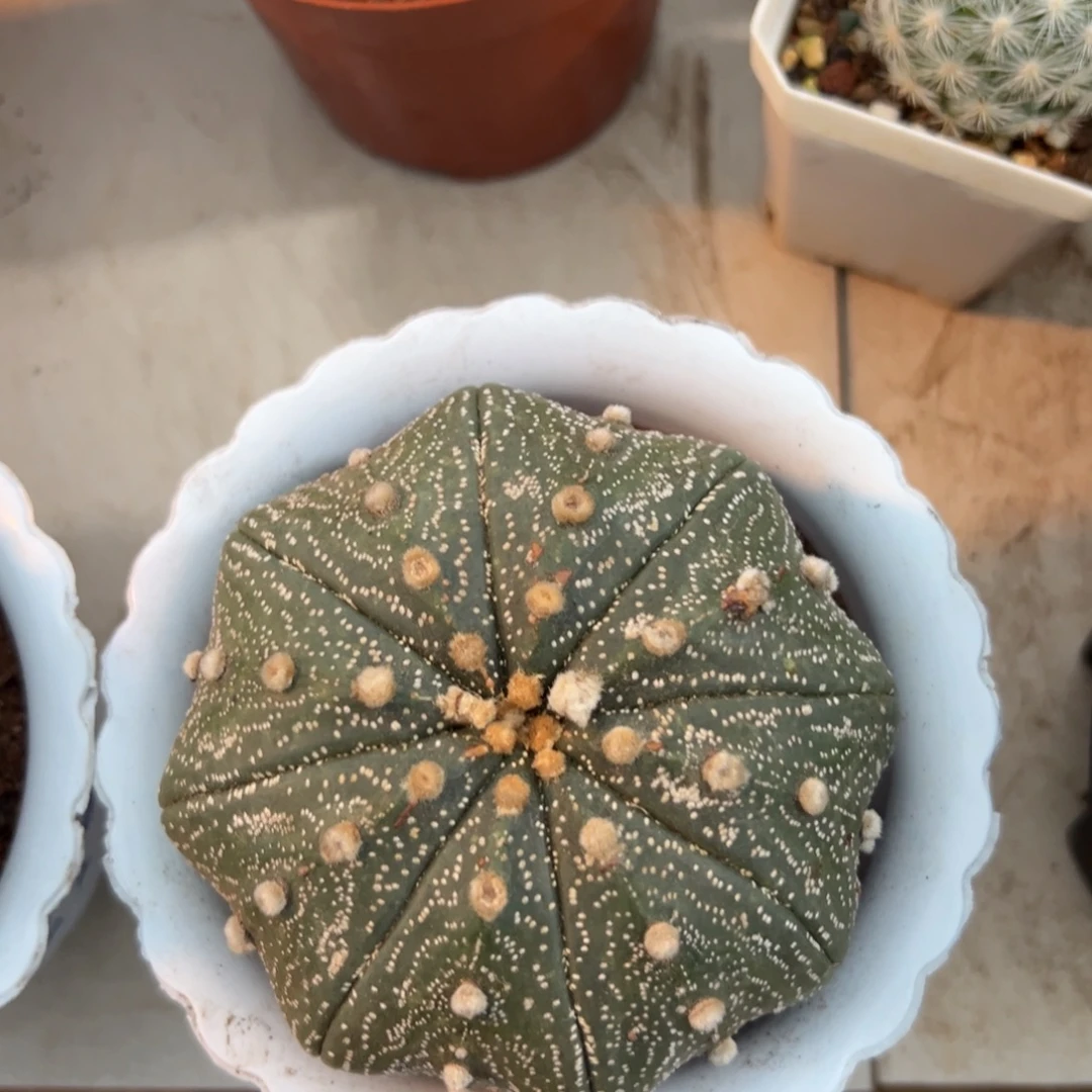 星兜随机一颗。