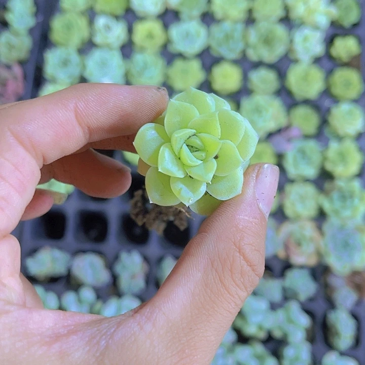 精品外翻页麦秆多肉