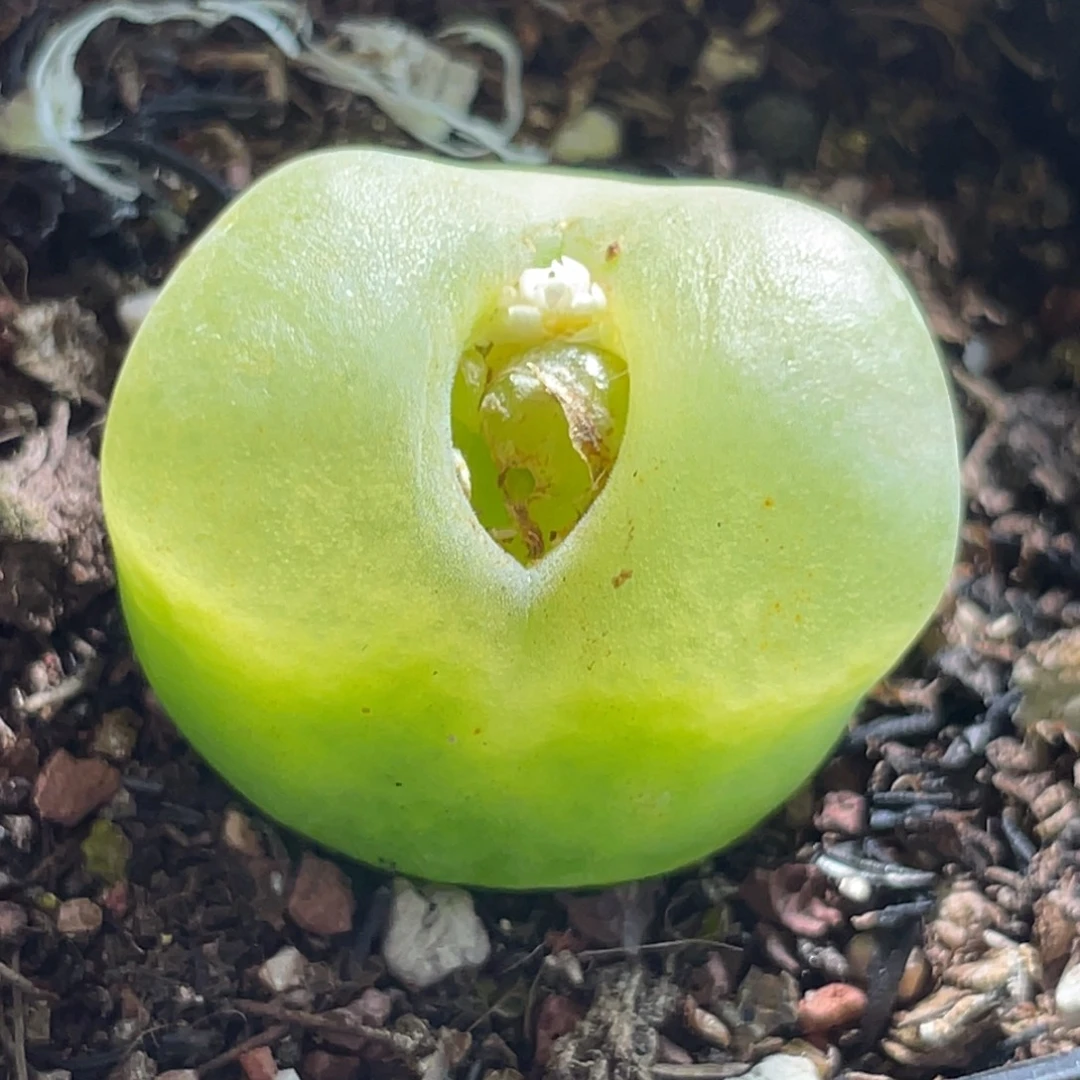 一物一拍带盆～尺寸2.5