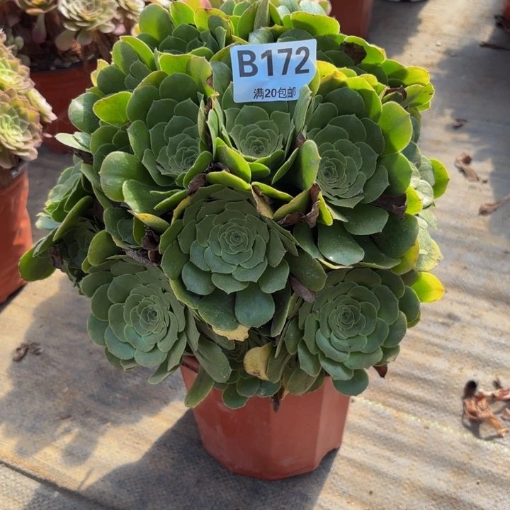 瑞妈多肉园艺172绿羊绒