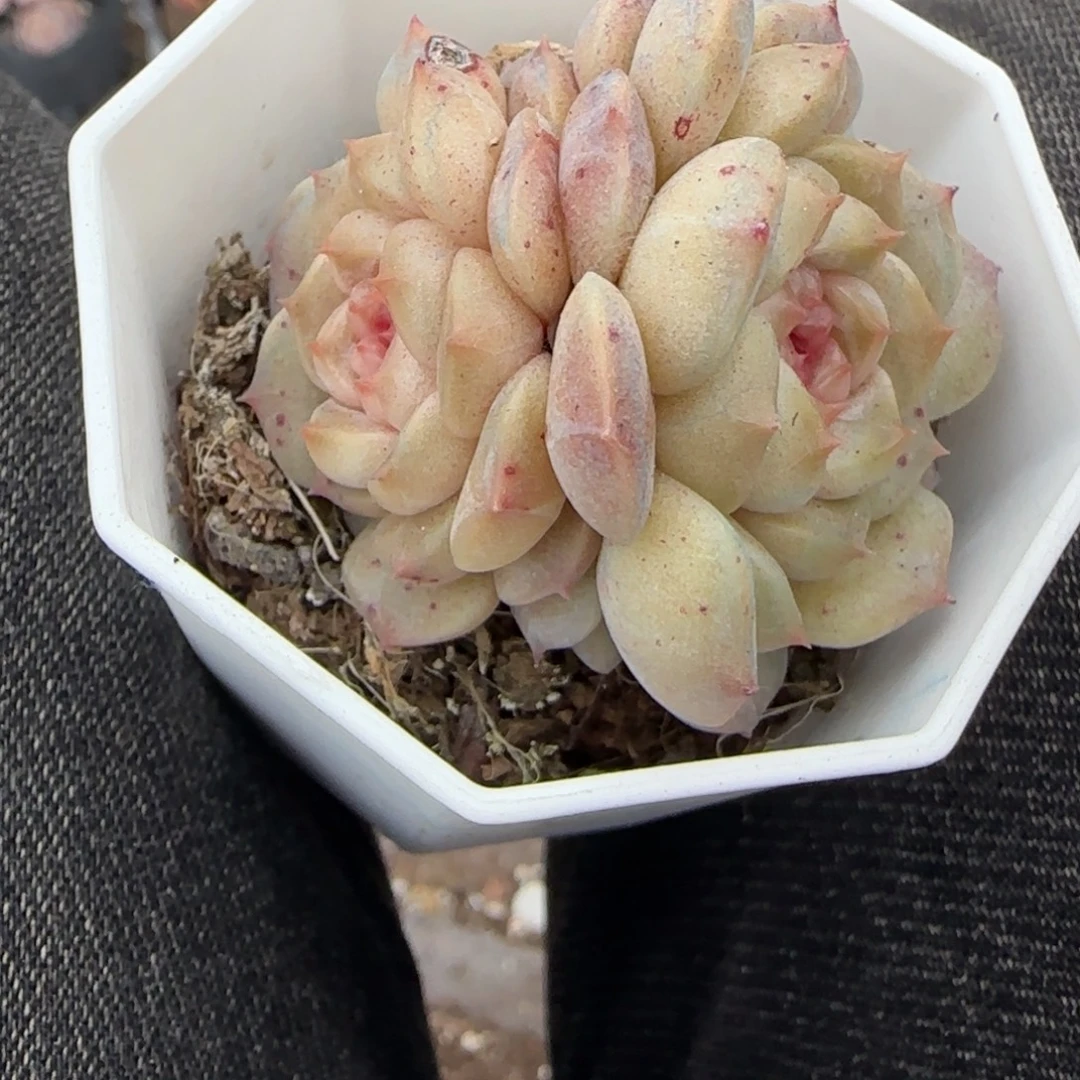 多肉小卡拉米糖心一物一拍