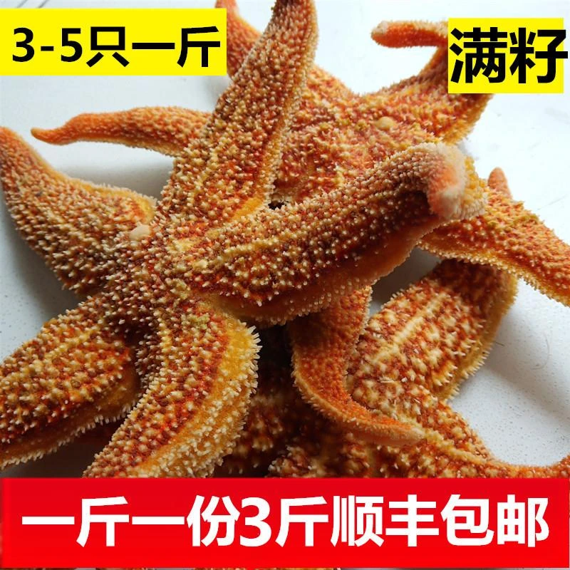海星满籽大海捕满黄青岛贝类海鲜水产五角星海五星即食刺身材干货