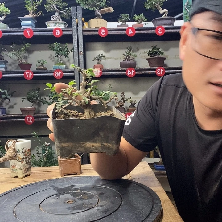 胡***秋无花朵小叶榔榆一个