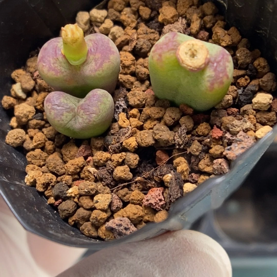 多肉植物肉锥杂交K-297 无根