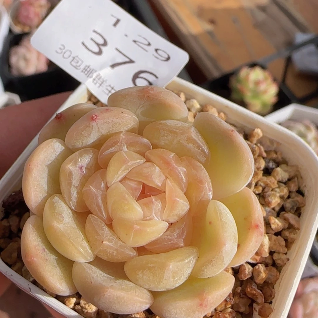 白色恋人单头一颗脱土