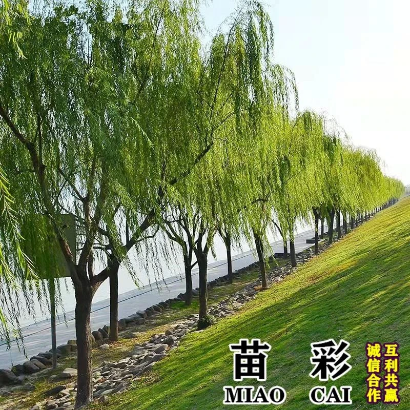 垂柳树苗黄金柳金丝柳青皮柳速生柳树苗庭院道路占地工程绿化苗木