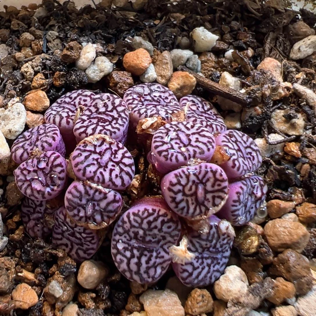 14多肉植物百科知识