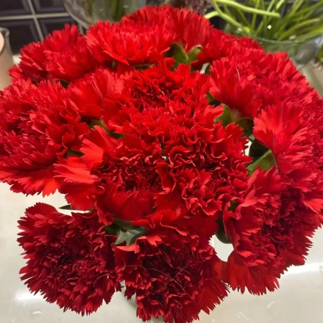 yz【红色康乃馨+红腊梅+向日葵套餐】  鲜花【0度以下请拍保温棉】