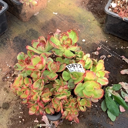 红菱缀化672 亏本处理38包邮退款拉黑7-8天发货