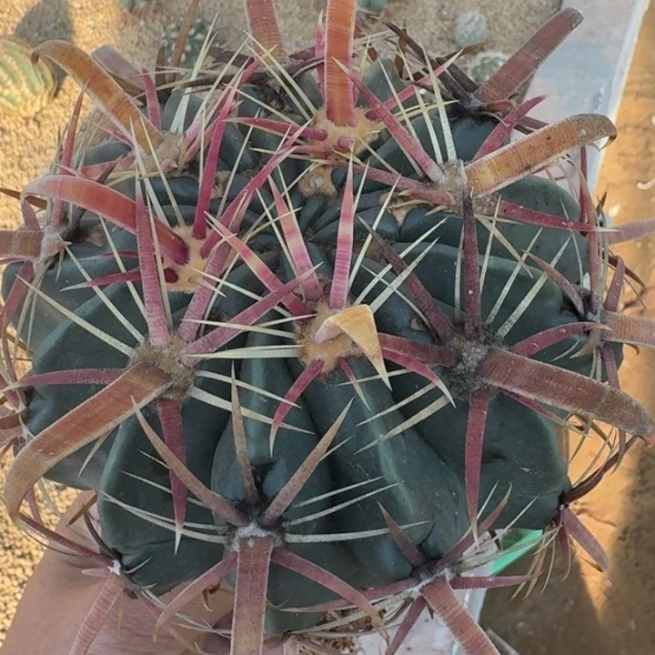 渐变刺日出实生6555555