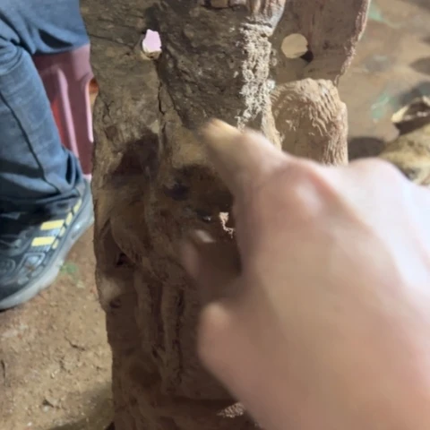 风车木（黑檀木）用****212345