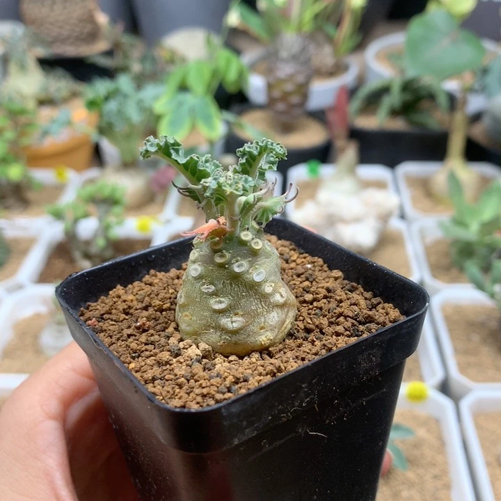 实生椰子琉桑母本带盆