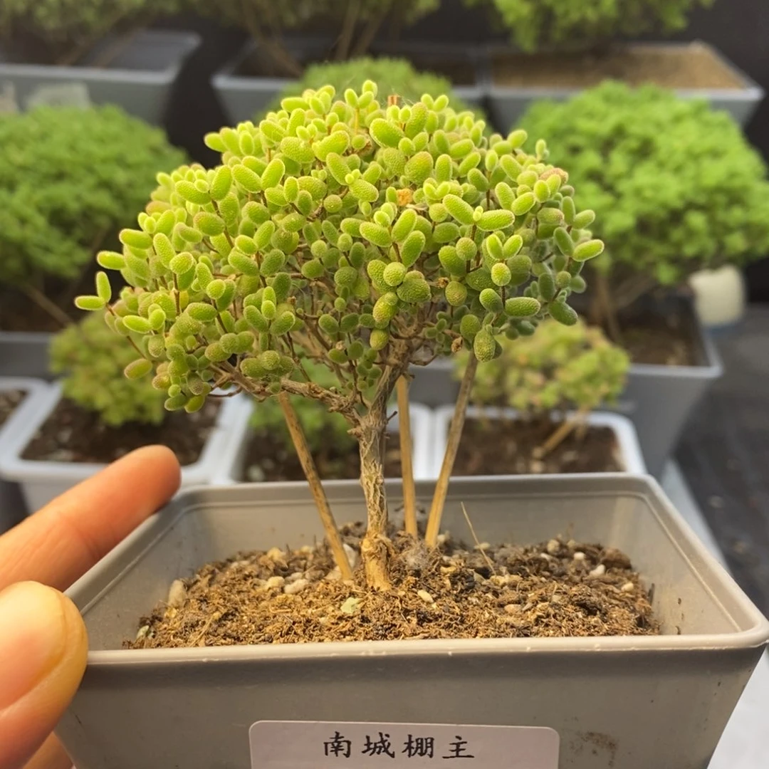 651金桔糖球枝干