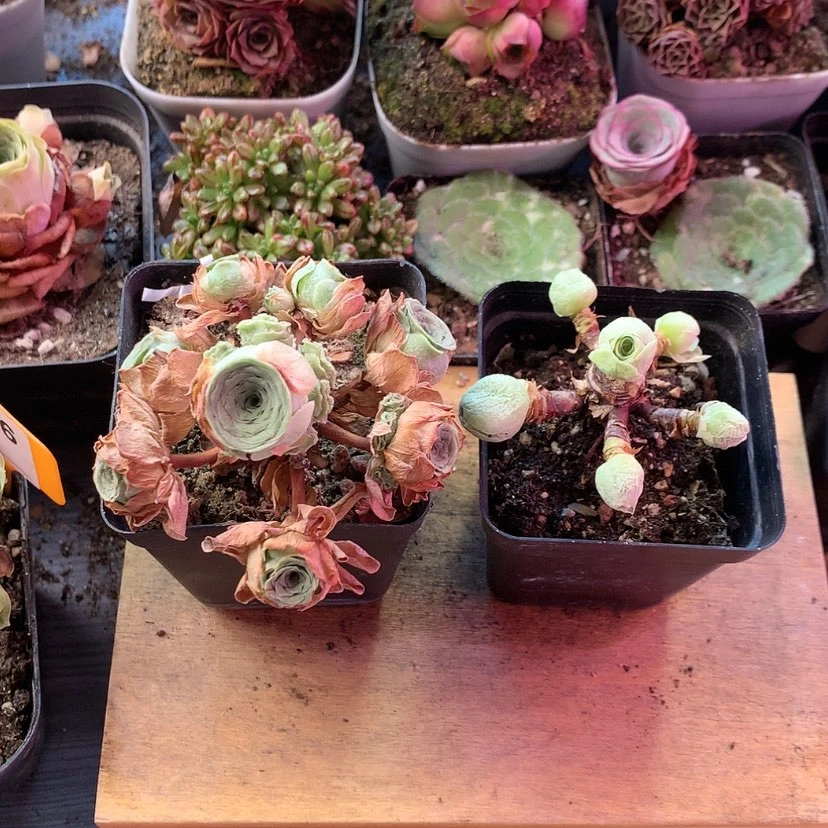 【闪购商品】浅*两颗639