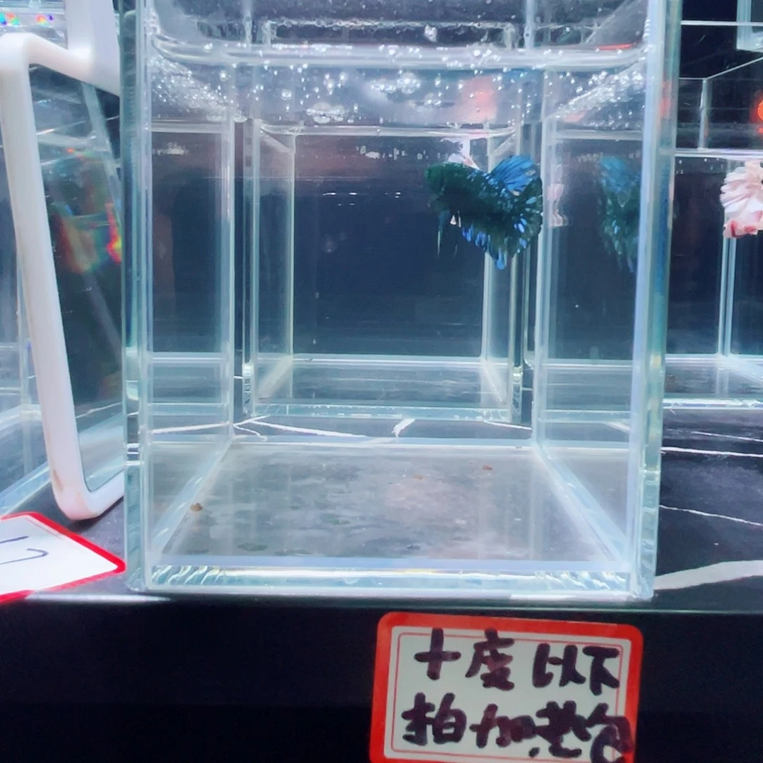 斗鱼印尼斗鱼,记得拍加热包023