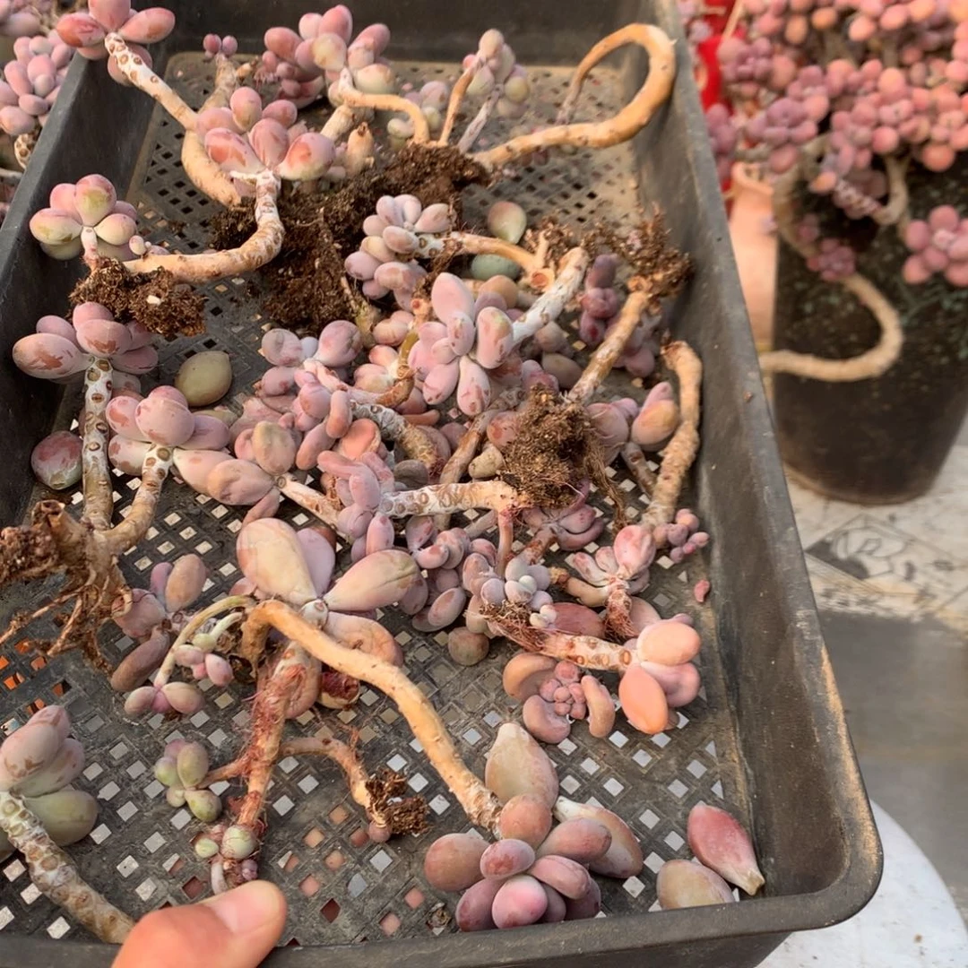 肉***肉桃蛋断枝一筐不售后7号