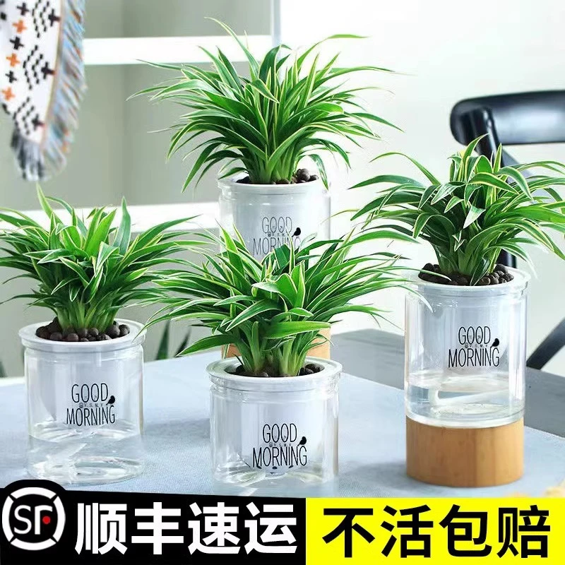 金边吊兰盆栽新房室内净化空气吸甲醛绿植办公室桌面阳台好养植物