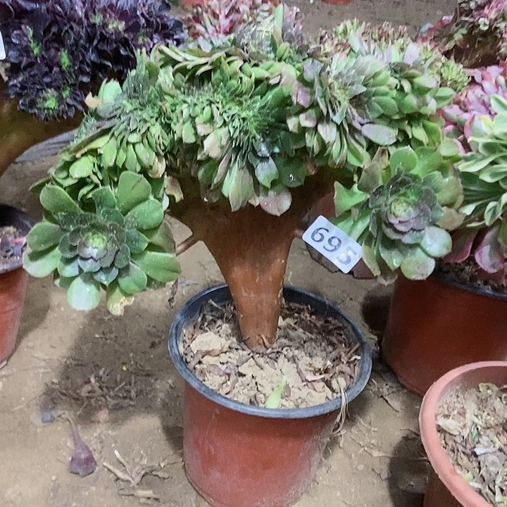 695万缀老板子法师缀