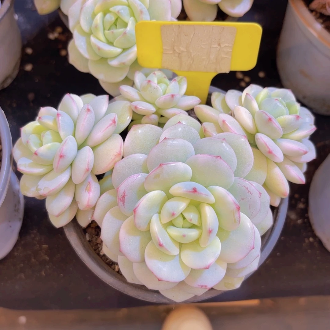 汐***帆云南金致家精品多肉