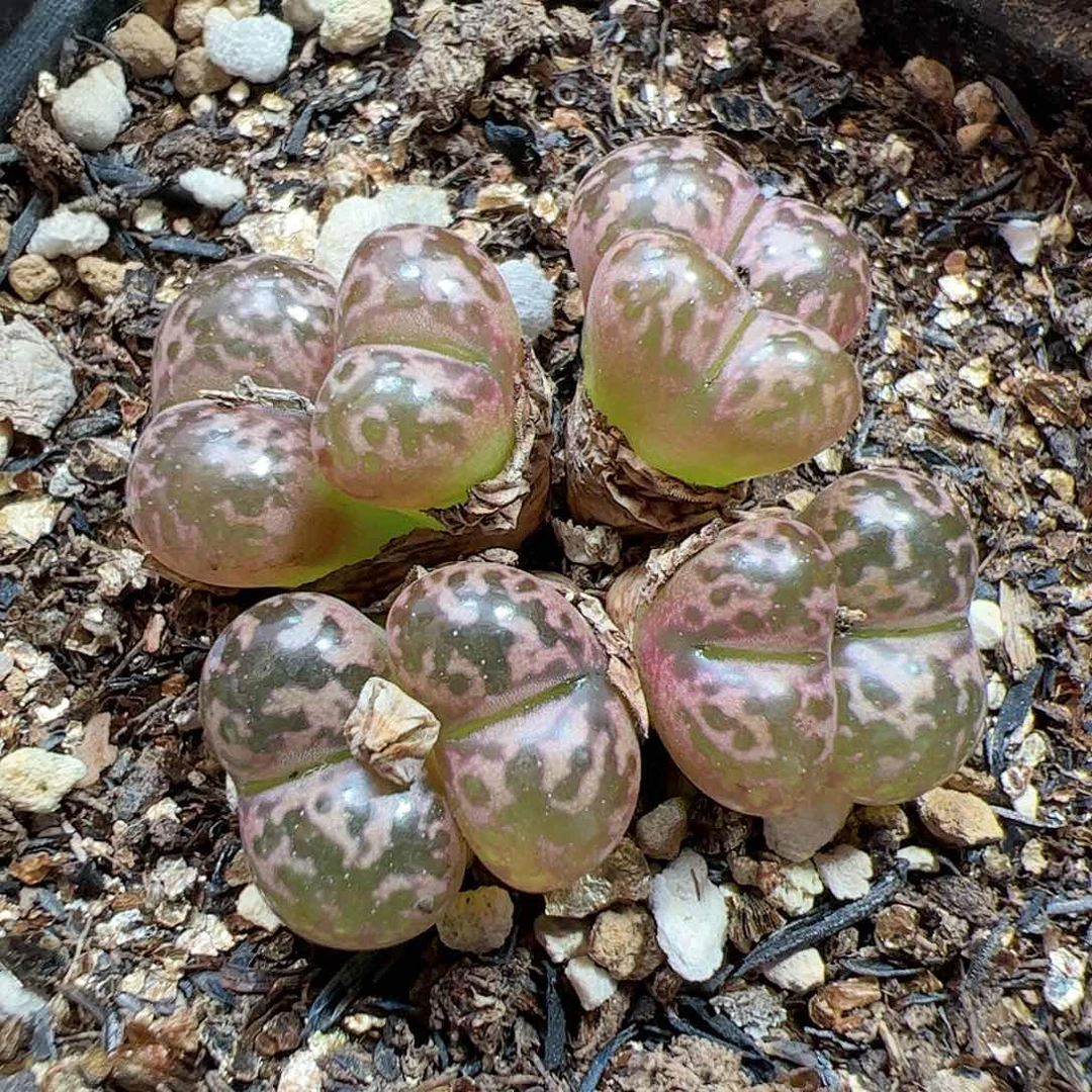 【闪购商品】59 勋章