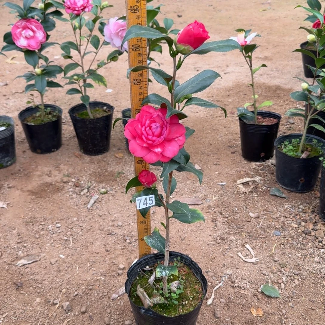 少量花朵（建议范围：2朵-5朵 或40%以下）745红津川娇