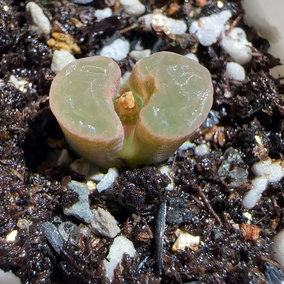 肉锥多肉植物组合-磁铁1589