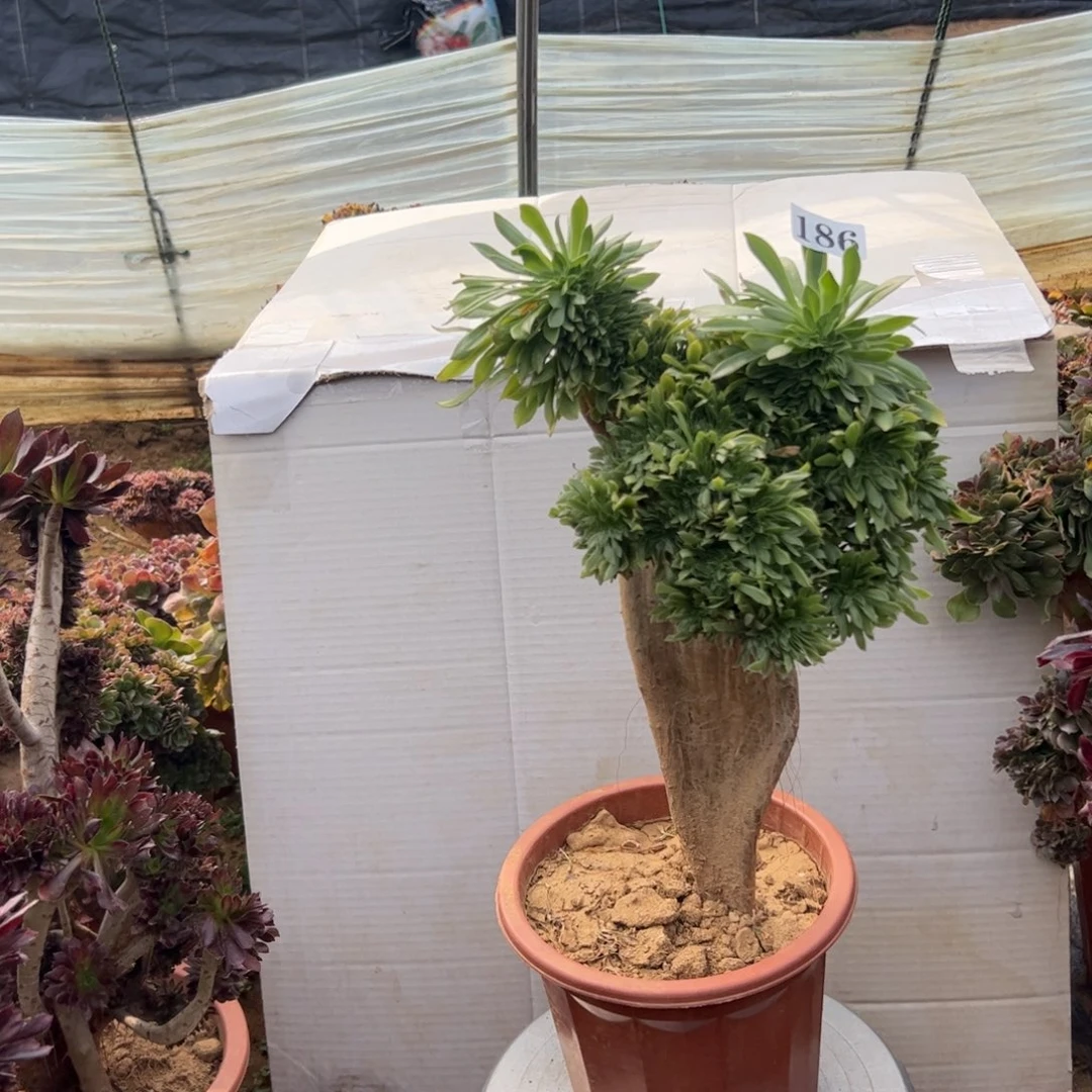 绿瑶186高37厘米