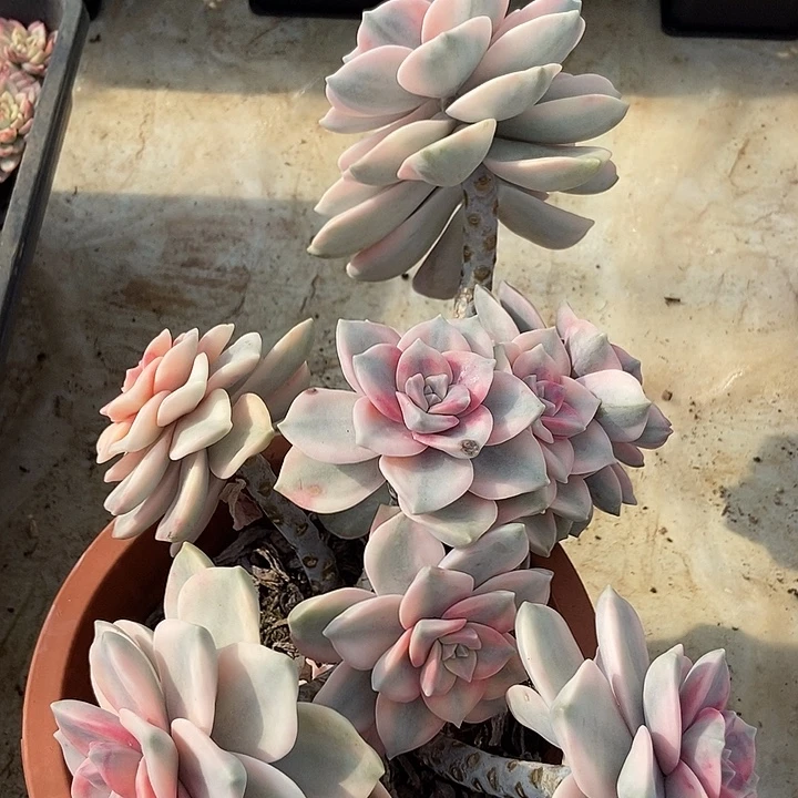 紫乐锦大老桩多肉