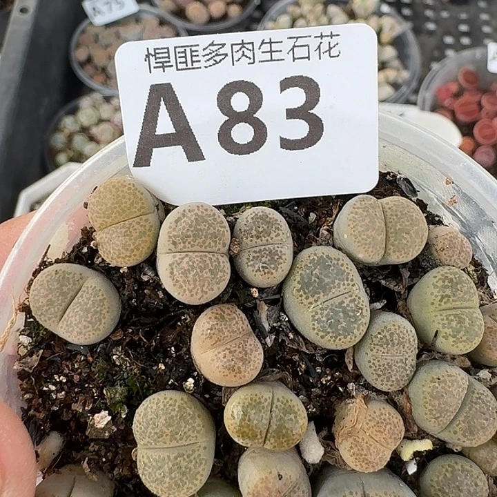 83多肉植物多肉植物