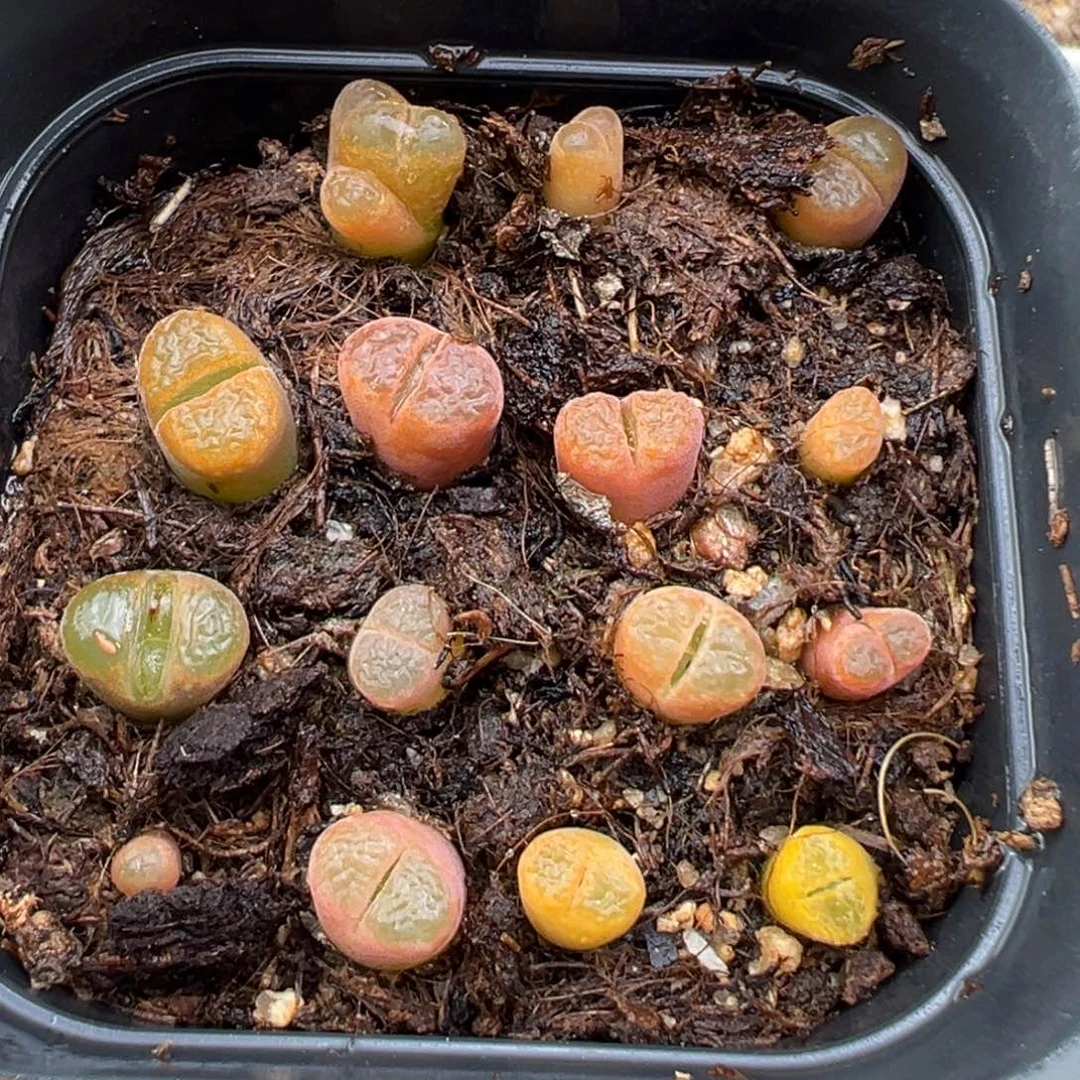 2.8好看的多肉949